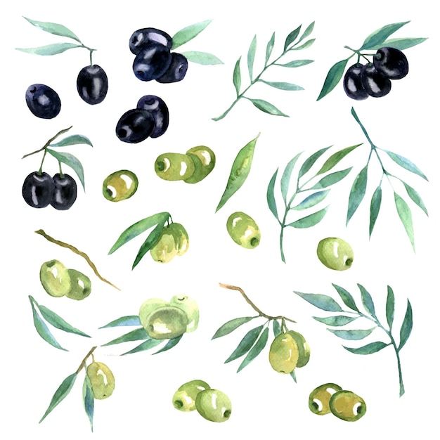 Clipart di olive ad acquerello pacchetto di illustrazioni per alimenti salutari