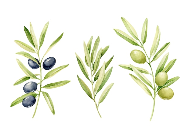 Vector watercolor olives set