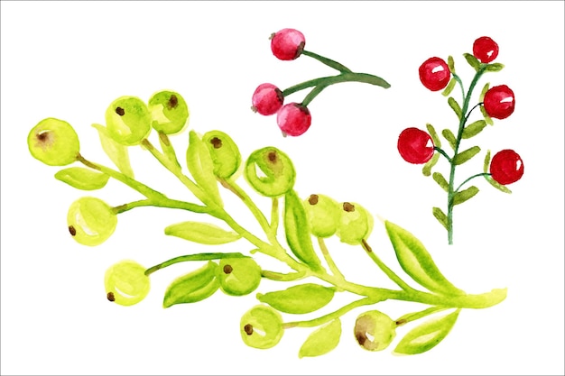 Watercolor olives,wild berries,branches with berries.Decoration of wedding cards.Wild berries art.