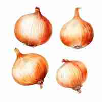 Vector watercolor onion vector art 2023 watercolor onions garlic clove turnip patato