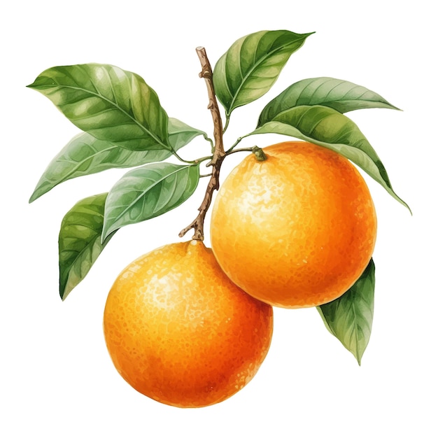 Watercolor orange fruit Illustration AI Generative