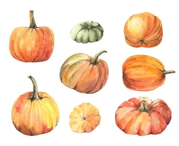 Vector watercolor orange pumpkins set