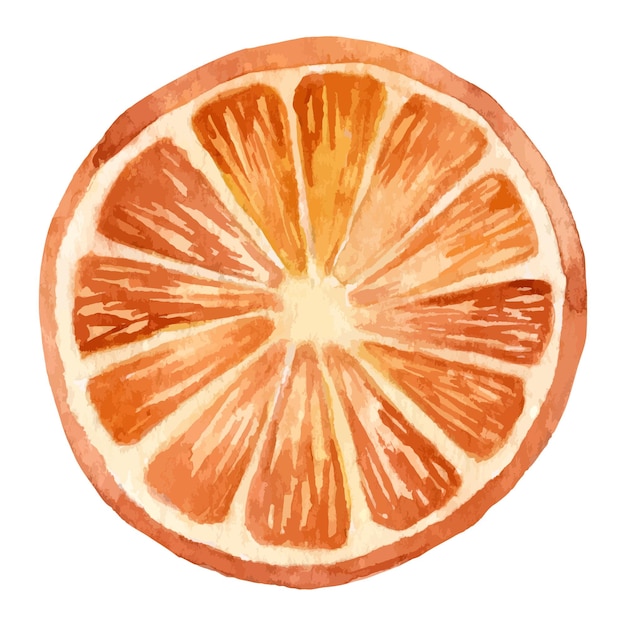 Vector watercolor orange slice