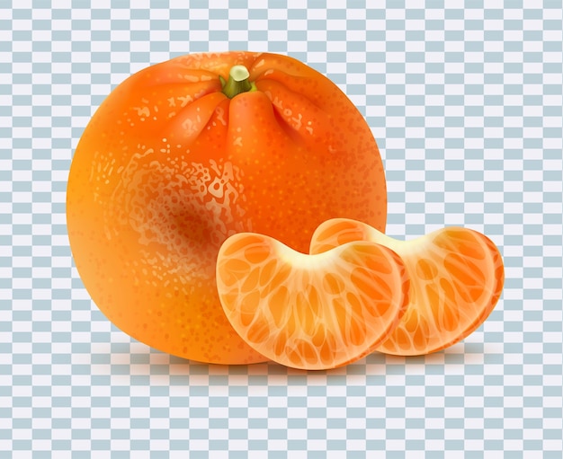 Vector watercolor orange