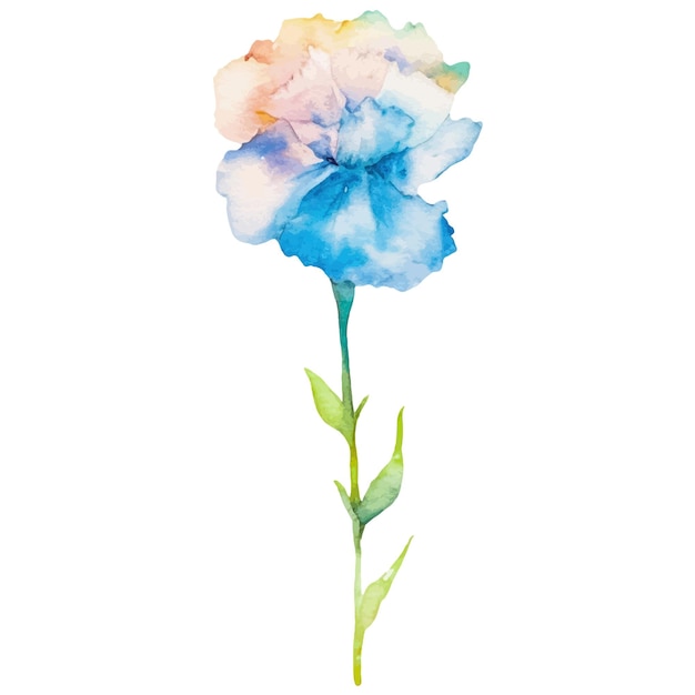 Watercolor painted carnation flower Hand drawn design element isolated on white background