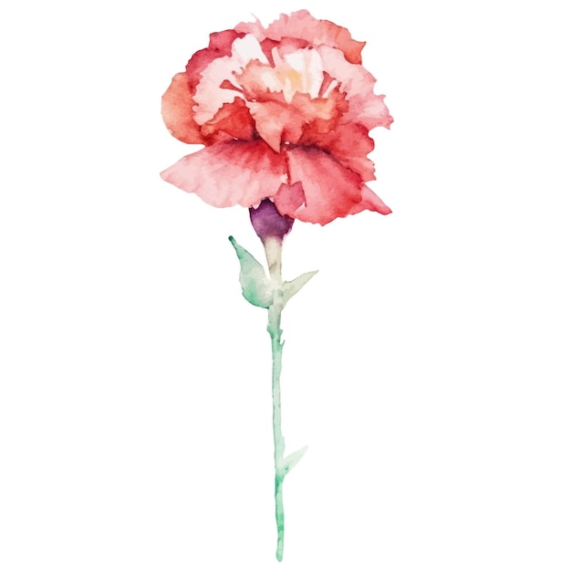 Vector watercolor painted carnation flower hand drawn design element isolated on white background