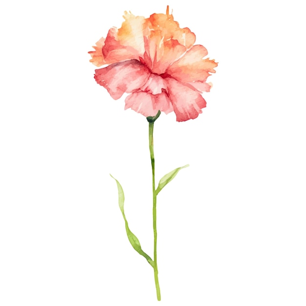 Watercolor painted carnation flower Hand drawn design element isolated on white background