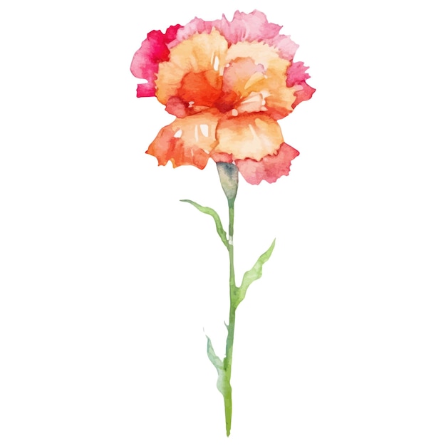 수채화로 그린 카네이션 꽃  ⁇  바탕에 고립된 손으로 그린 디자인 요소
