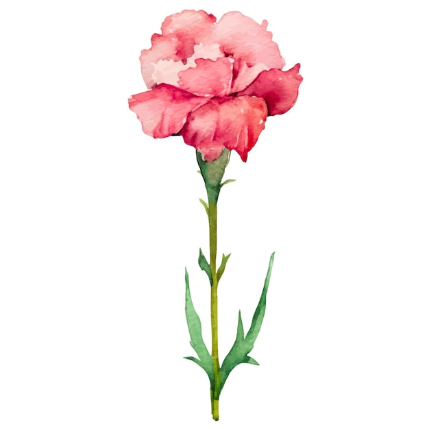 Watercolor painted carnation flower Hand drawn design element isolated on white background