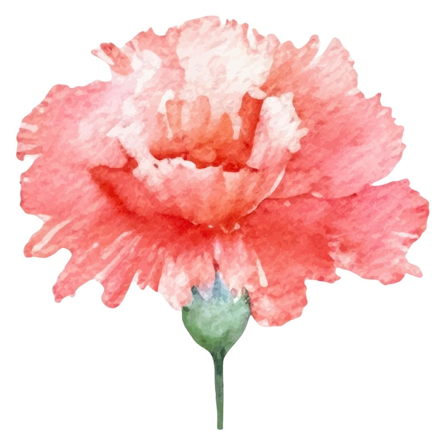 Watercolor painted carnation flower Hand drawn design element isolated on white background