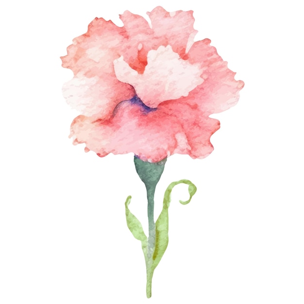 Watercolor painted carnation flower Hand drawn design element isolated on white background