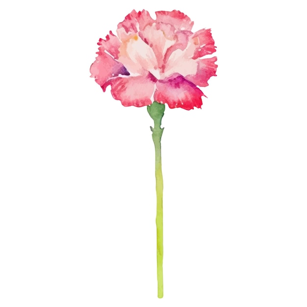 Watercolor painted carnation flower Hand drawn design element isolated on white background