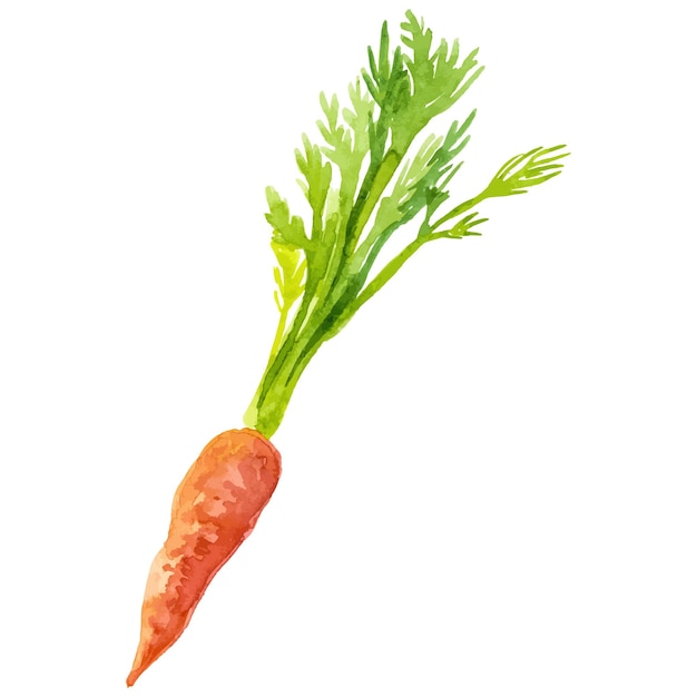 Vector watercolor painted carrot hand drawn fresh food design element isolated on white background