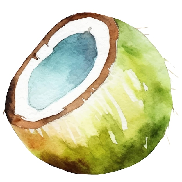 Vector watercolor painted coconut hand drawn fresh food design element isolated on white background