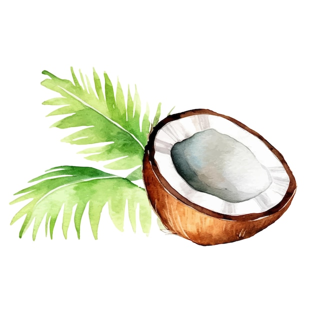 Watercolor painted coconut Hand drawn fresh food design element isolated on white background