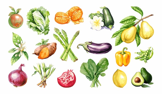Вектор Акварельная коллекция овощей и фруктов, нарисованная вручную свежими элементами дизайна продуктов питания.