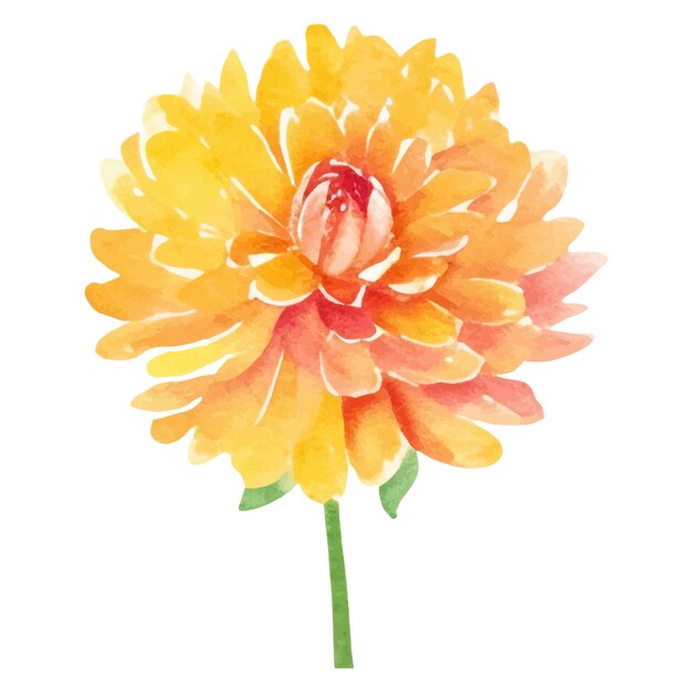 Watercolor painted dahlia flower hand drawn design element isolated on white background