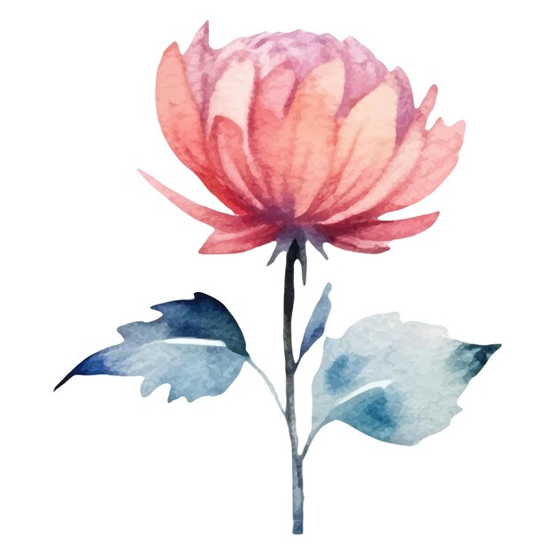 Watercolor painted dahlia flower hand drawn design element isolated on white background