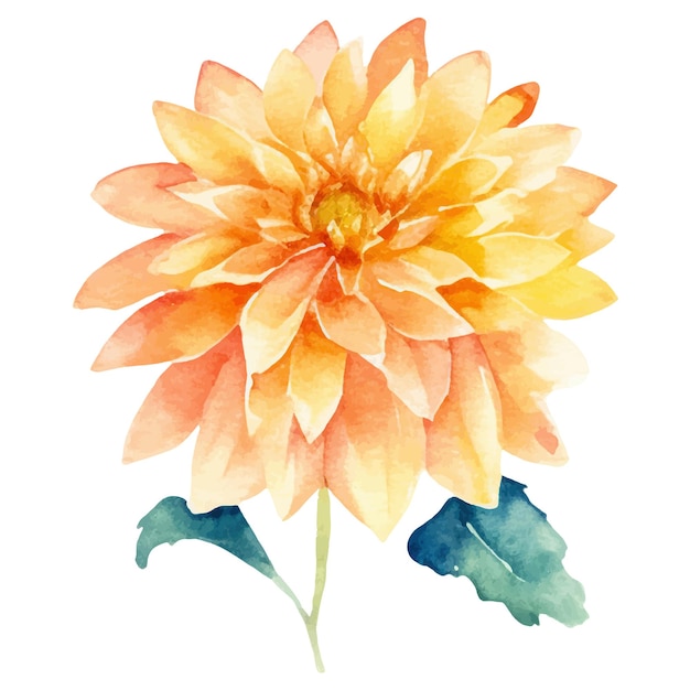 Watercolor painted dahlia flower hand drawn design element isolated on white background