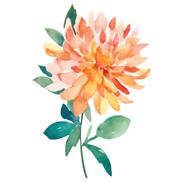 Watercolor painted dahlia flower Hand drawn design element isolated on white background