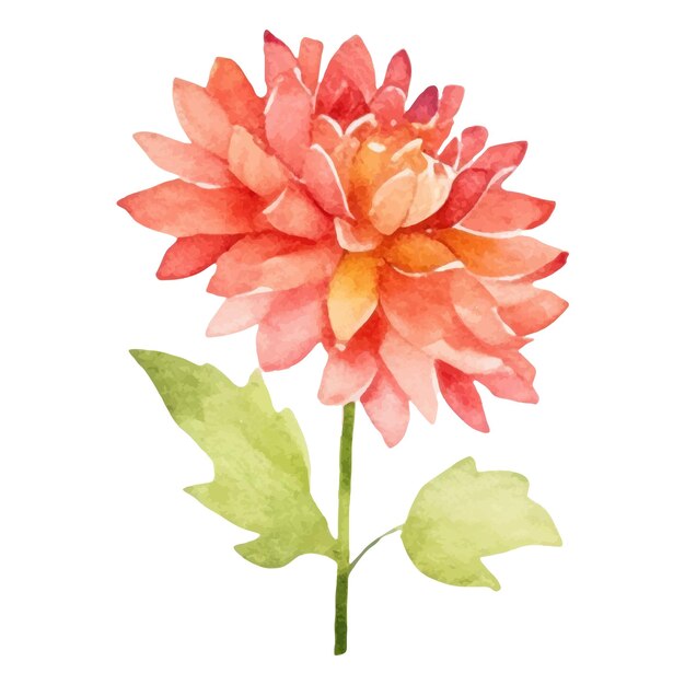 Fiore di dahlia dipinto ad acquerello elemento di design disegnato a mano isolato su sfondo bianco