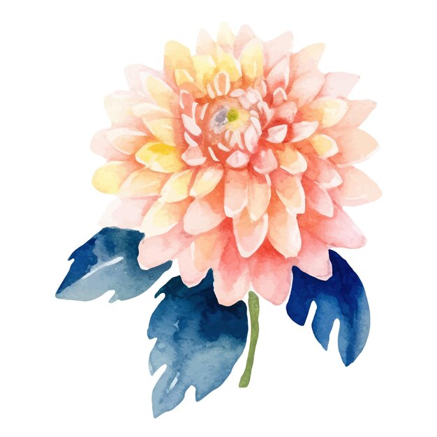 Watercolor painted dahlia flower hand drawn design element isolated on white background