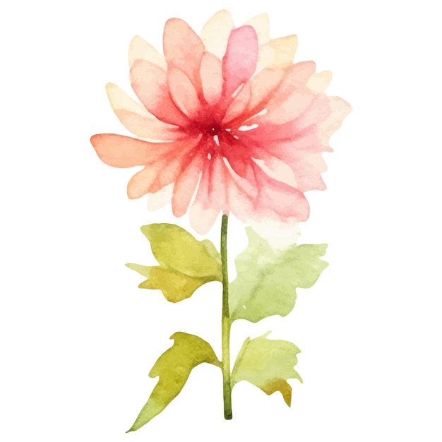 Vector watercolor painted dahlia flower hand drawn design element isolated on white background