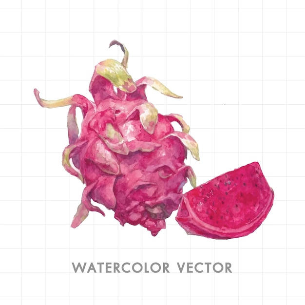 watercolor painted dragon fruit