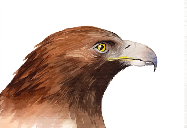 Vector watercolor painted eagle bird