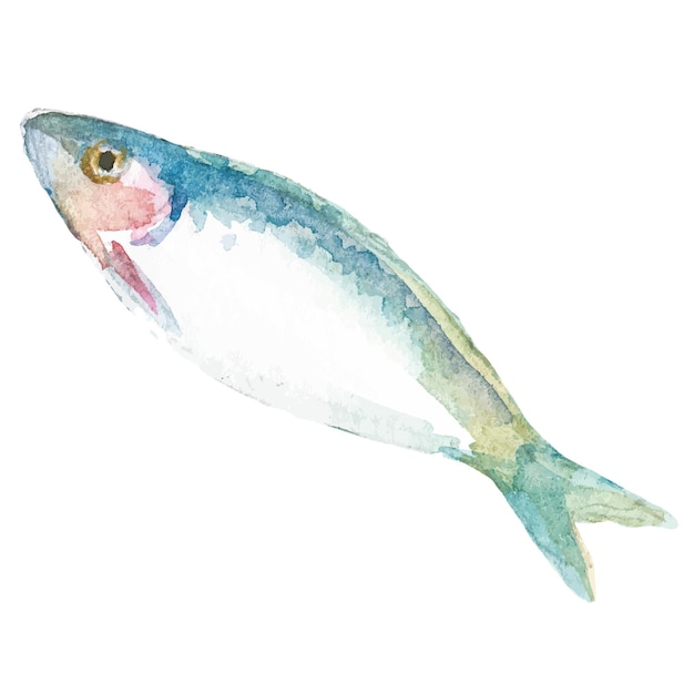 Vettore pesce dipinto ad acquerello elemento di design di pesce fresco disegnato a mano isolato su sfondo bianco