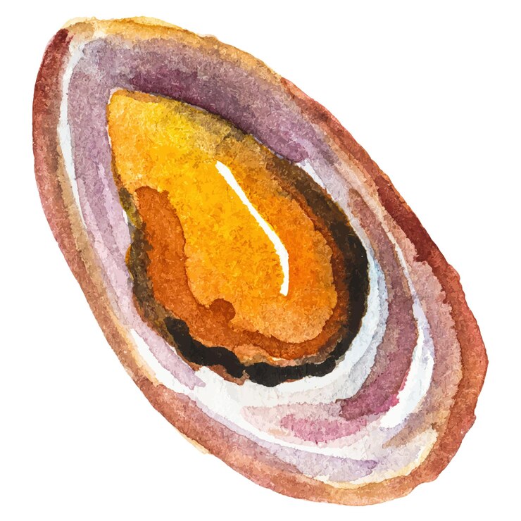 Vector watercolor painted mussels hand drawn fresh seafood design element isolated on white background