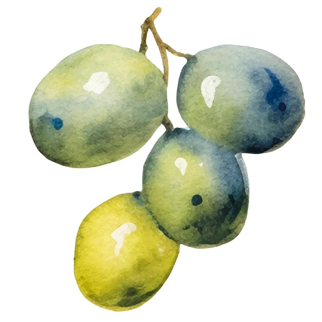 Оливки, окрашенные в акварель, рисованные вручную элементом дизайна свежих продуктов питания, изолированным на белом фоне