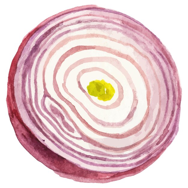 Vector watercolor painted onion hand drawn fresh food design element isolated on white background