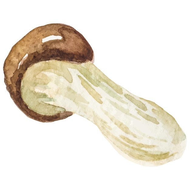 ベクトル 水彩で描かれた<unk>のキノコ 手描きの新鮮な食品デザイン要素が白い背景に分離されています
