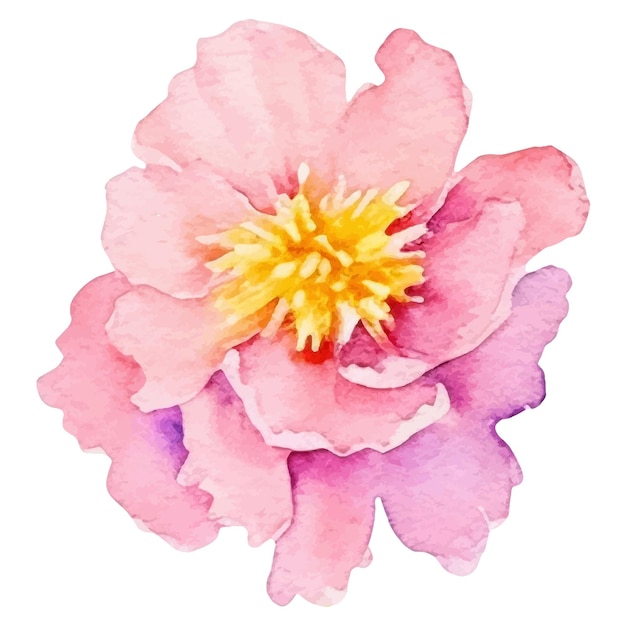 Watercolor painted peony flower hand drawn design element isolated on white background