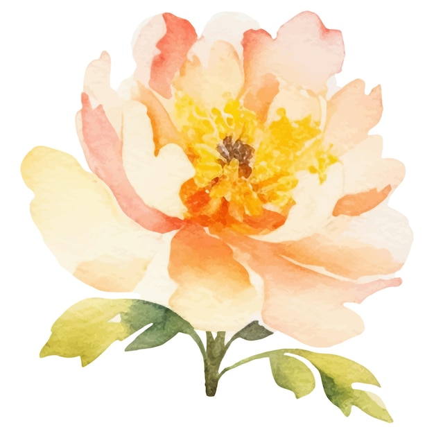 Watercolor painted peony flower Hand drawn design element isolated on white background