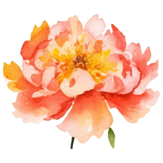 Vettore fiore di peonia dipinto ad acquerello elemento di design disegnato a mano isolato su sfondo bianco