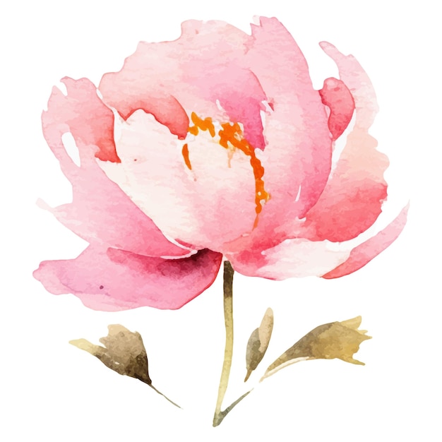 Watercolor painted peony flower Hand drawn design element isolated on white background