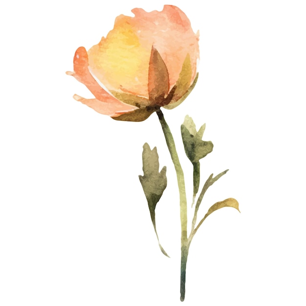 水彩で描かれたピオニーの花 白い背景に隔離された手描きのデザイン要素