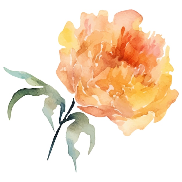 Watercolor painted peony flower Hand drawn design element isolated on white background