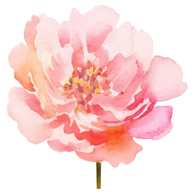 Vector watercolor painted peony flower hand drawn design element isolated on white background