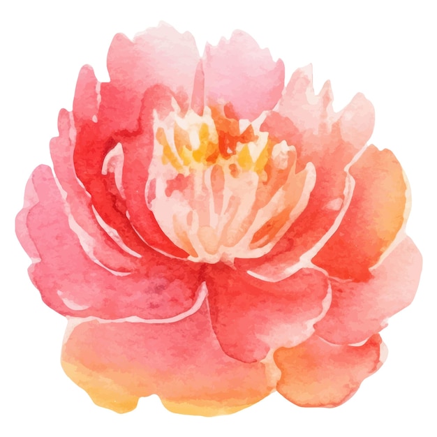 Watercolor painted peony flower Hand drawn design element isolated on white background