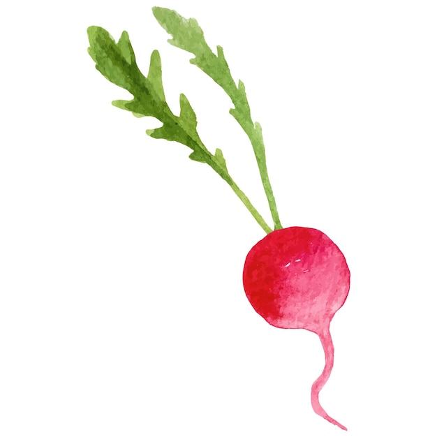 Vector watercolor painted radish hand drawn fresh food design element isolated on white background