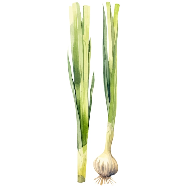 Watercolor painted scallion Hand drawn fresh food design element isolated on white background