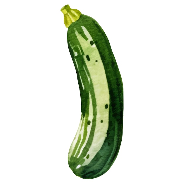 벡터 수채화 된 zucchini 색 배경에 고립 된 손으로 그려진 신선한 음식 디자인 요소