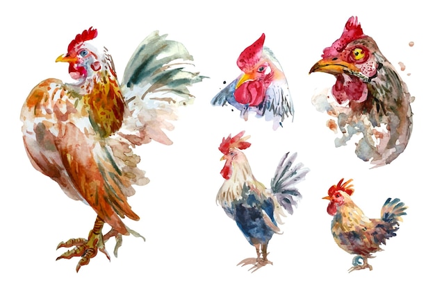 Vector watercolor painting of chicken collection separately arranged