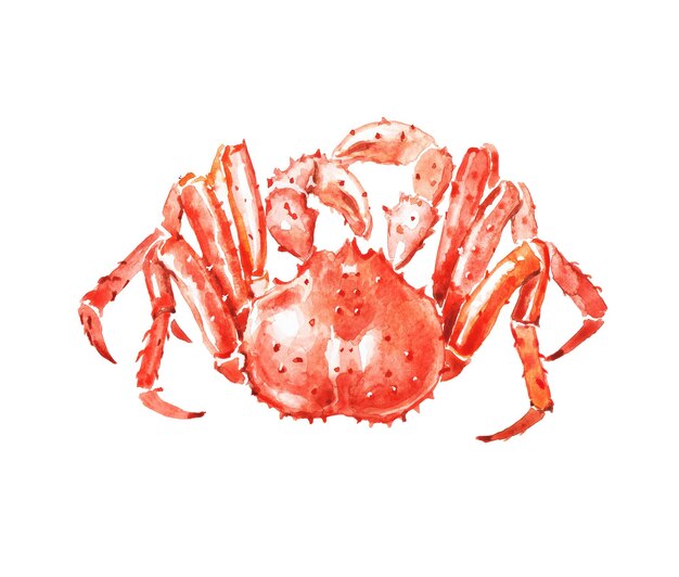 Акварельный рисунок крабовых ракообразных из морепродуктов