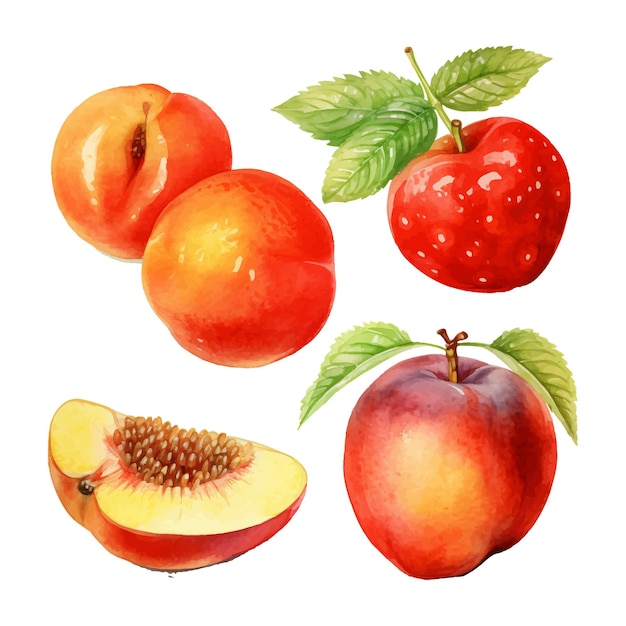 Vector watercolor painting of summer fruits four collection