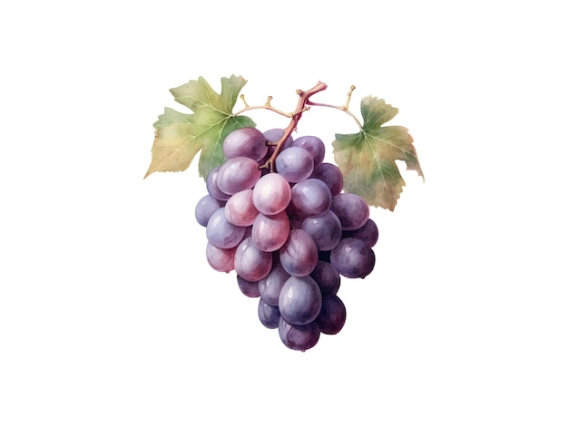 watercolor painting of purple grapes on a white background