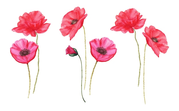 Vector a watercolor painting of red poppies on a white background